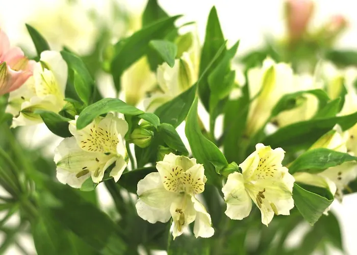 Affittacamere St John's Incl Off-site Leisure Club