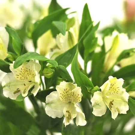 Gasthuis St John's Incl Off-site Leisure Club